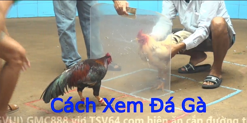 Cách xem đá gà
