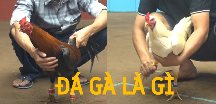 Đá gà là gì