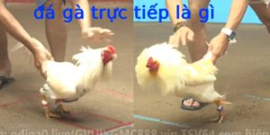 Đá gà trực tiếp là gì