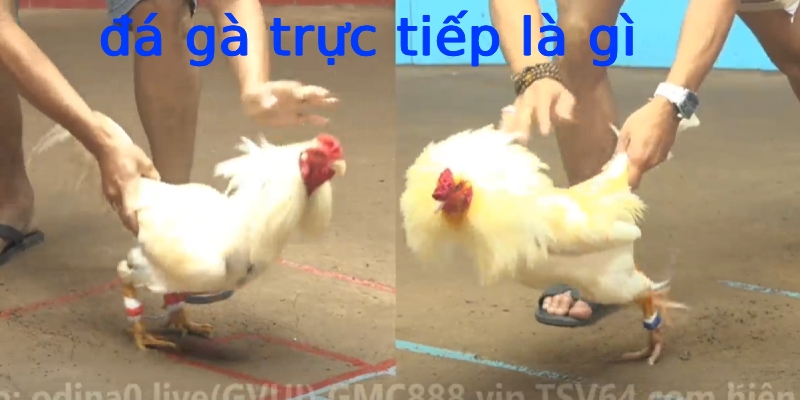 Đá gà trực tiếp là gì