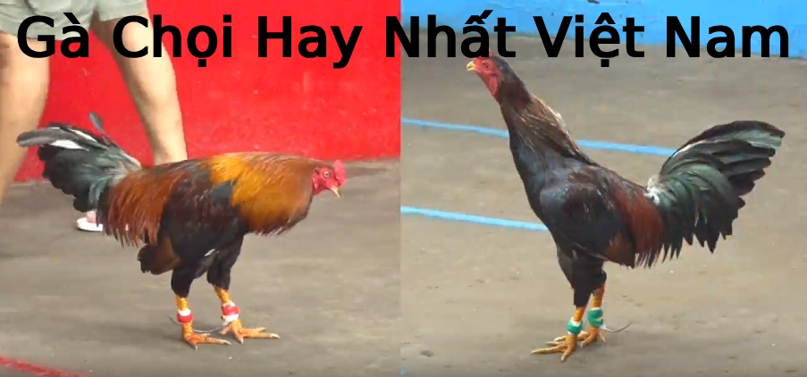 Gà Chọi Hay Nhất Việt Nam